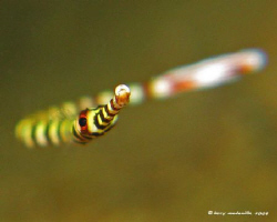 This playful juvenile banded pipefish was swimming back a... by Larry Medenilla 